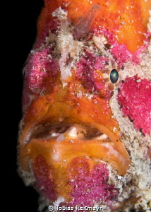Freckled Frogfish, at night on Sipadan Wreck, Tioman Island by Tobias Reitmayr 